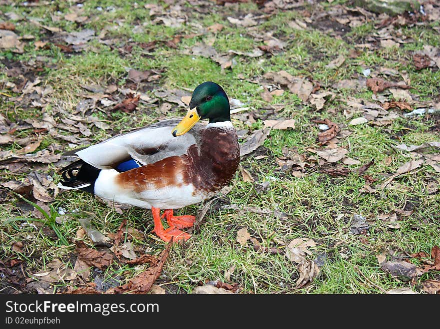 A drake wild duck (mallard). A drake wild duck (mallard).