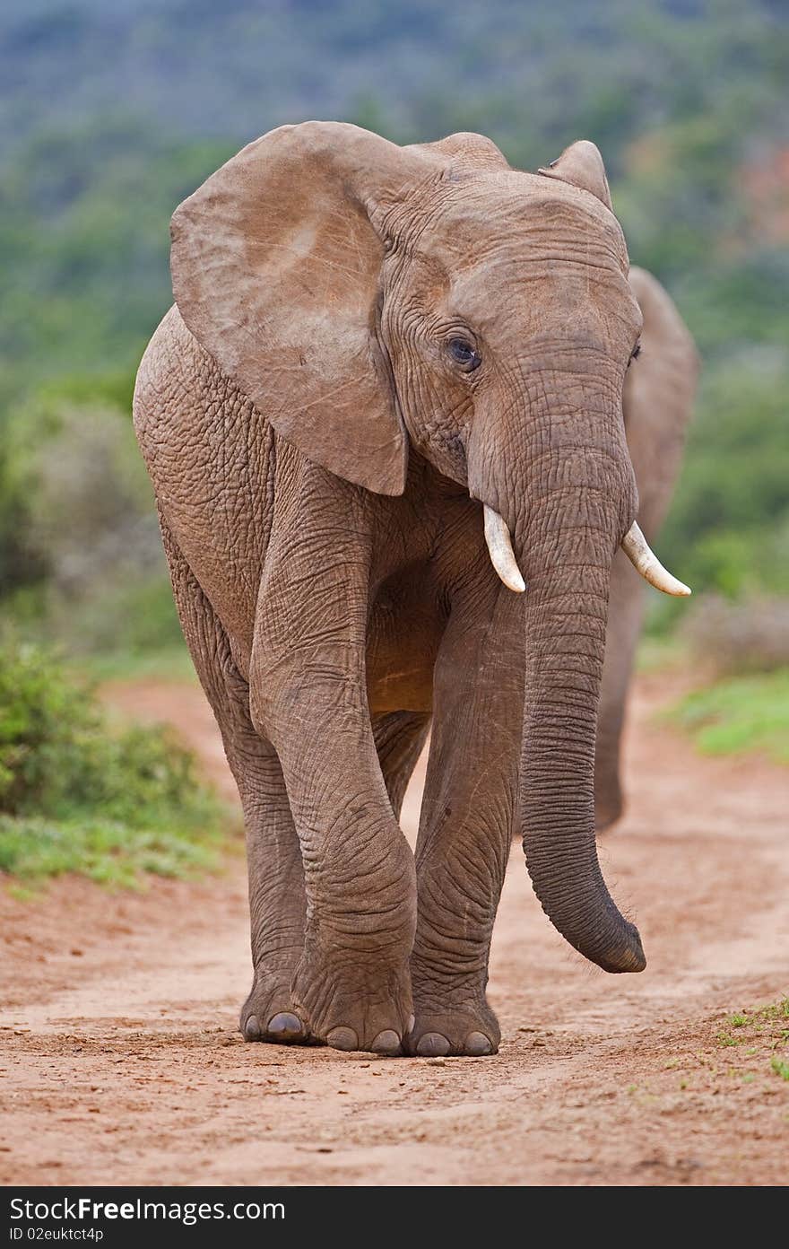 Two young elephants walk towards the photographer. Two young elephants walk towards the photographer