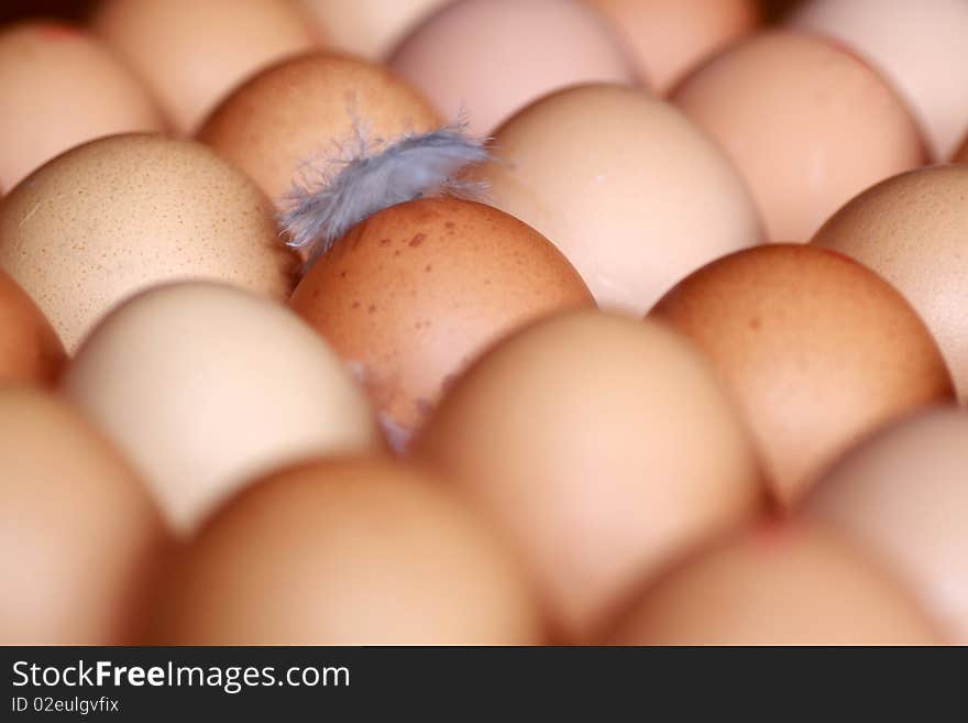 Eggs