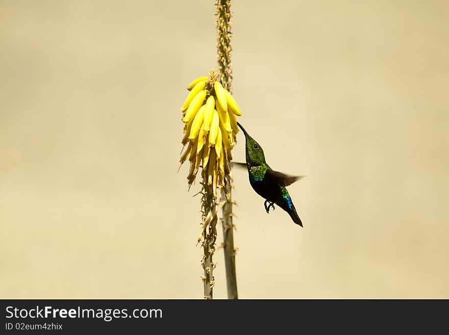 Hummingbird flying