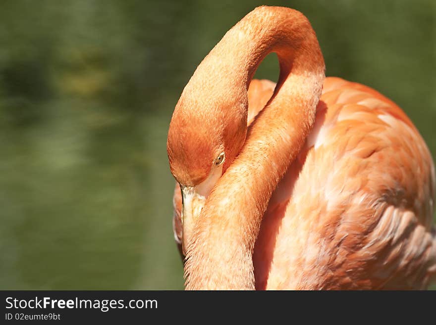 Pink flamingo