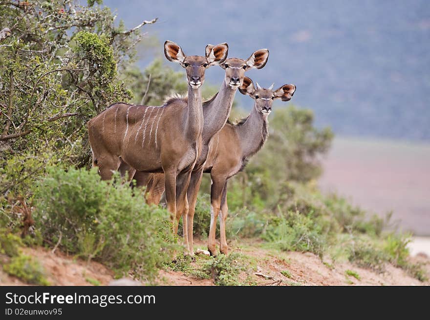 Three young Kudu caught staring at the photographer. Three young Kudu caught staring at the photographer