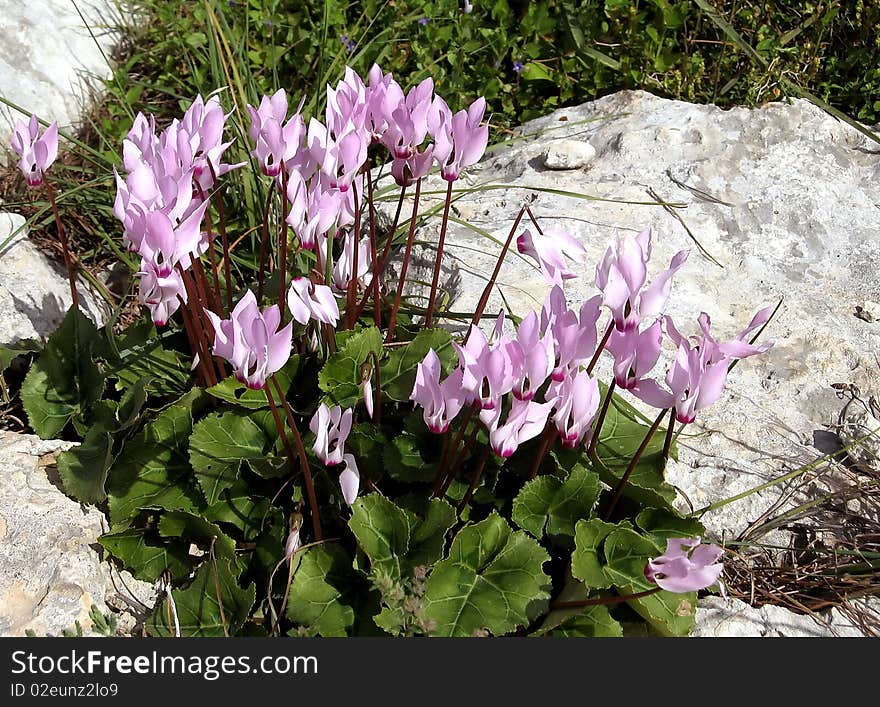 Shoham Cyclamens 2007