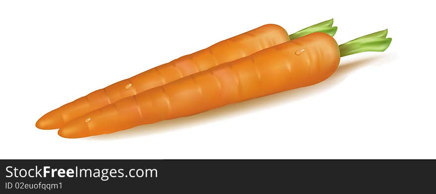 Photo-realistic  illustration of the two carrots. Photo-realistic  illustration of the two carrots.