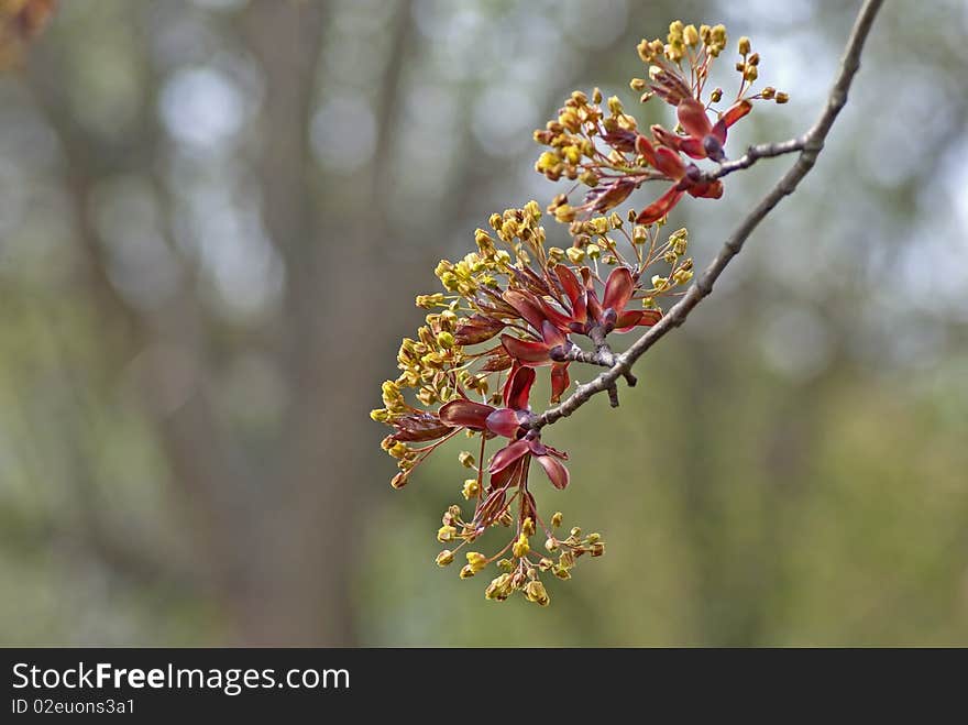 Blooming maple tree twig in early spring against blurred background. Blooming maple tree twig in early spring against blurred background.