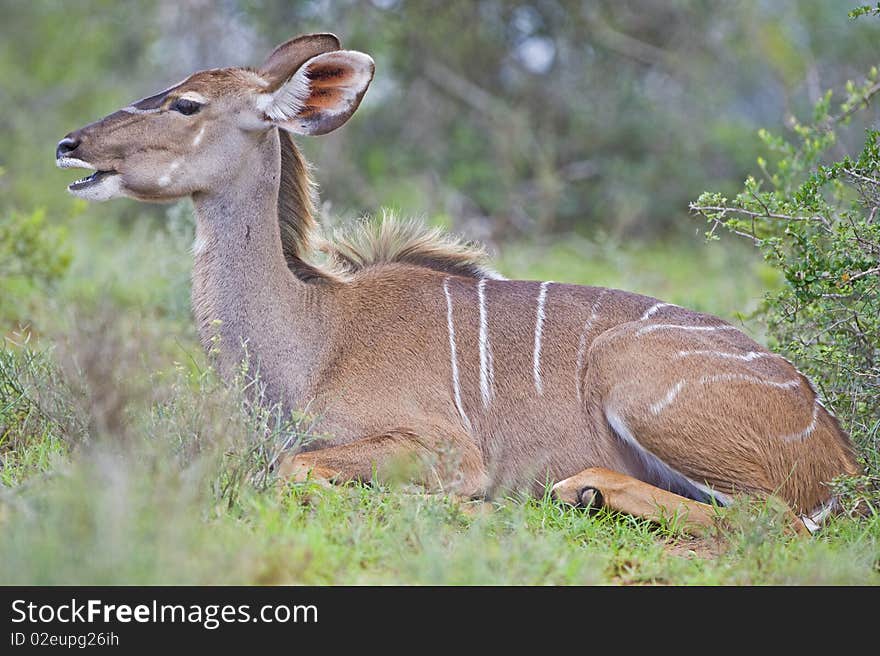 A female Kudu rests in the heat of the day. A female Kudu rests in the heat of the day