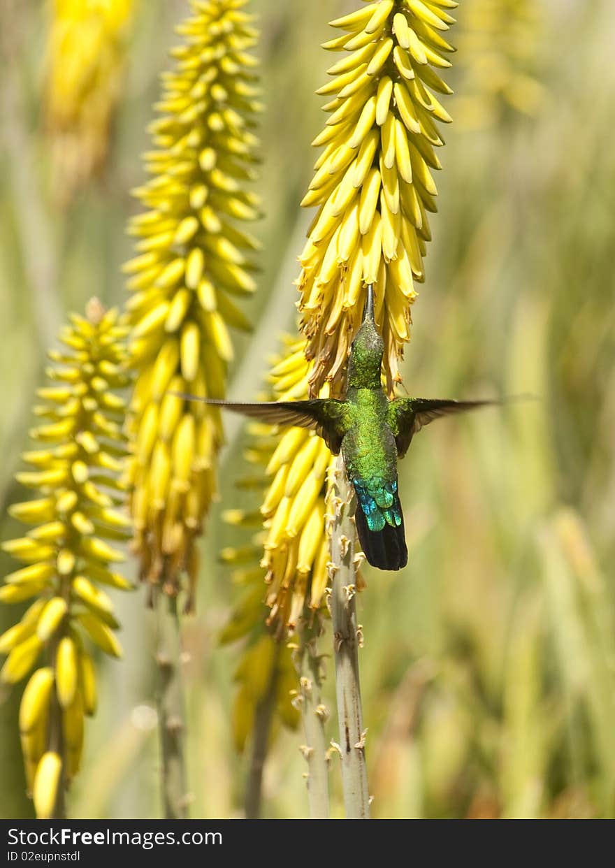 Hummingbird Feeding