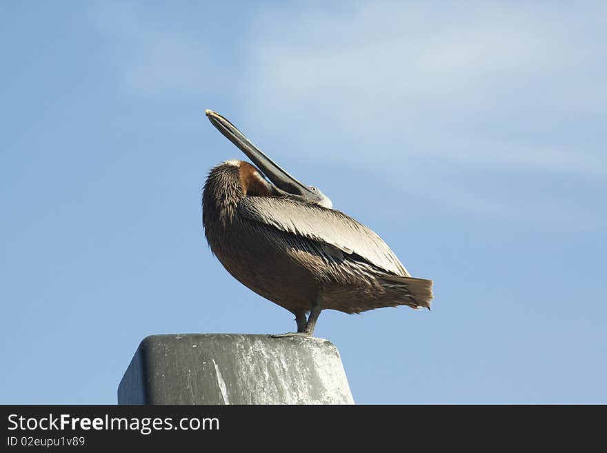 Proud Pelican