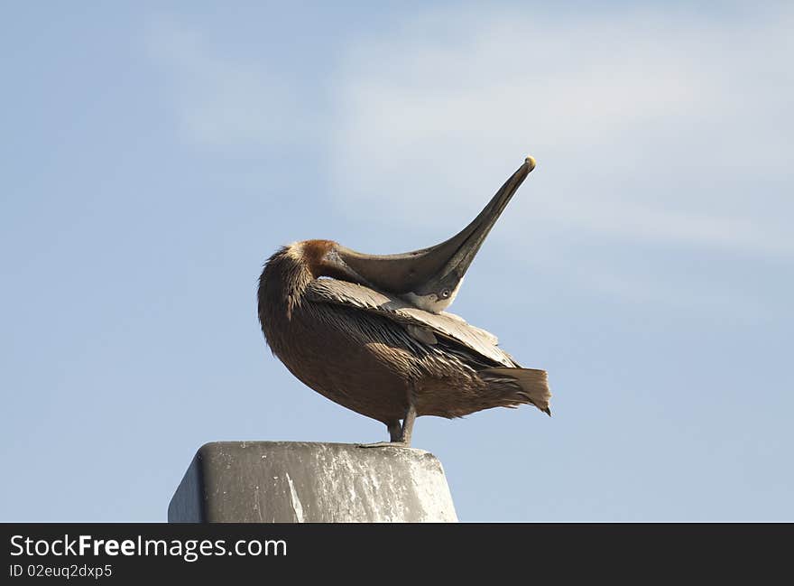 Brown pelican grooming with its beak up in the air. Brown pelican grooming with its beak up in the air.