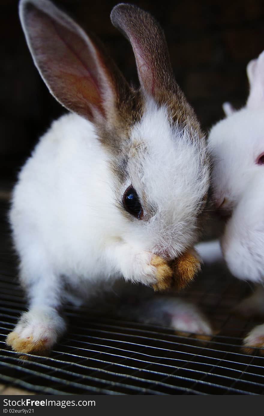 Picture of rabbits as pet, belongs to my elder brother's family