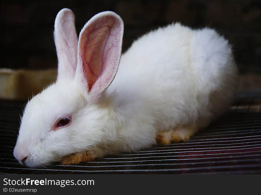 Picture of rabbits as pet, belongs to my elder brother's family