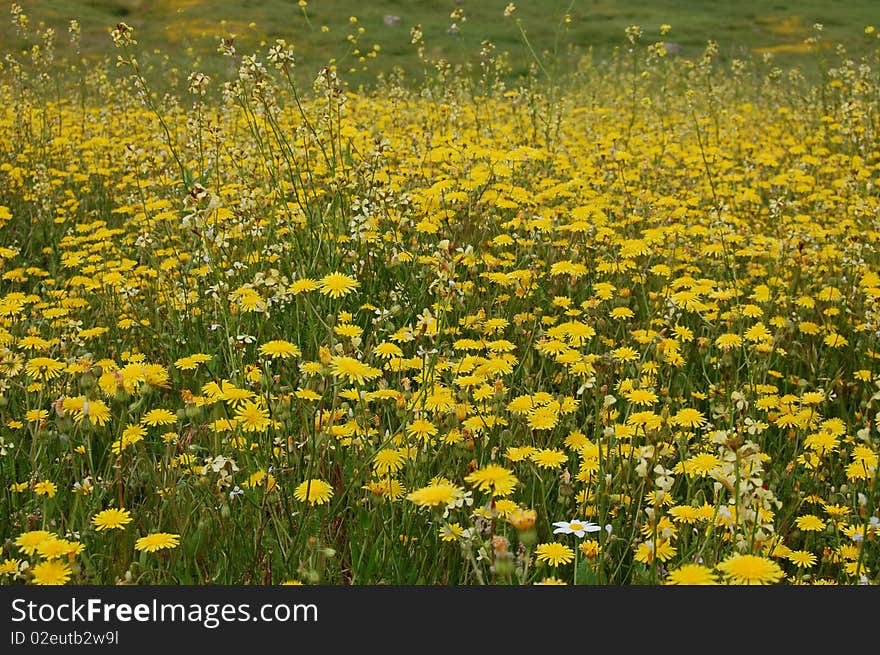 Wildflowers flower field summer  beauty nature. Wildflowers flower field summer  beauty nature