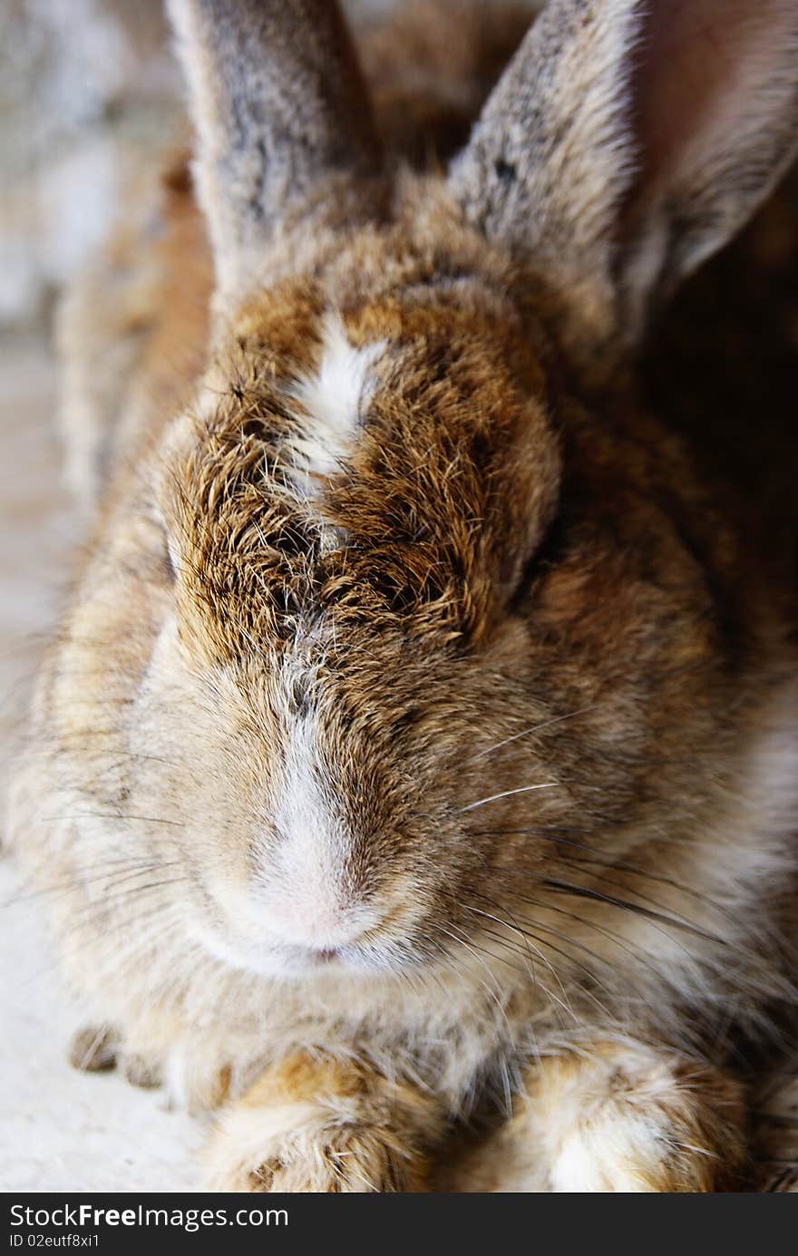 Picture of rabbits as pet, belongs to my elder brother's family