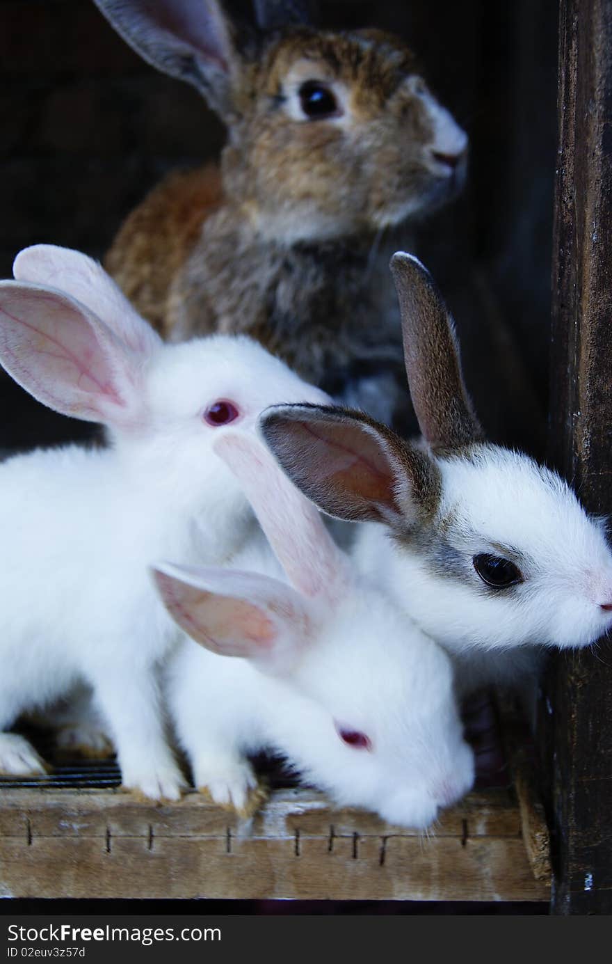 Picture of rabbits as pet, belongs to my elder brother's family