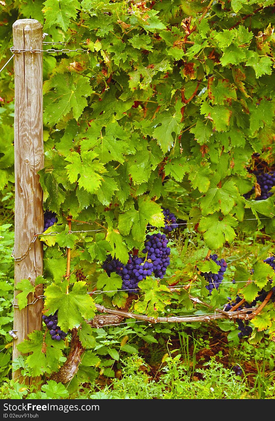 Grapes hanging from vines in vineyard. Grapes hanging from vines in vineyard