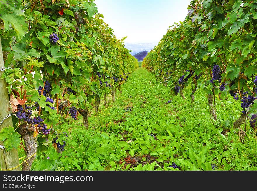 italian green vineyard with grape