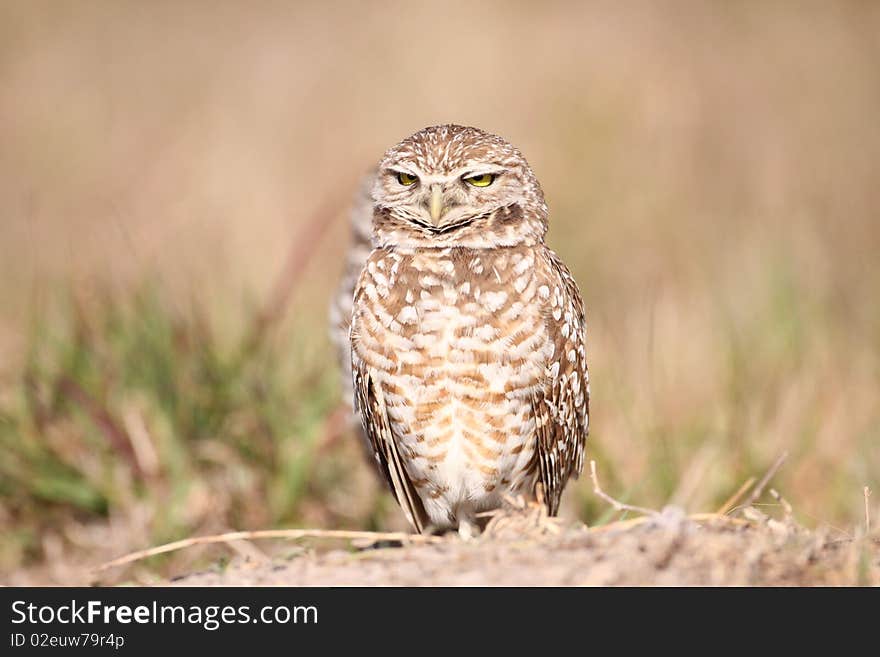 A Burrowing Owl (Athene cunicularia) looking very angry.