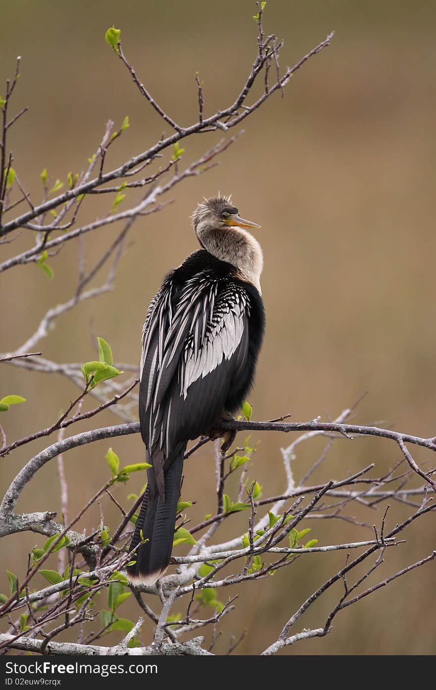 An Anhinga looking around in the Everglades, Florida.