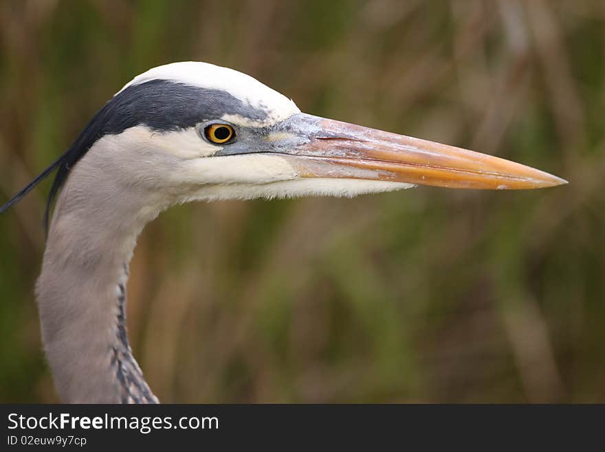 Great Blue Heron