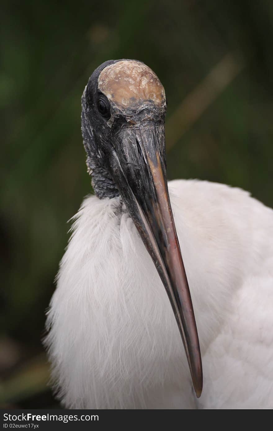 A wood stork at Anhinga Trail, Florida.