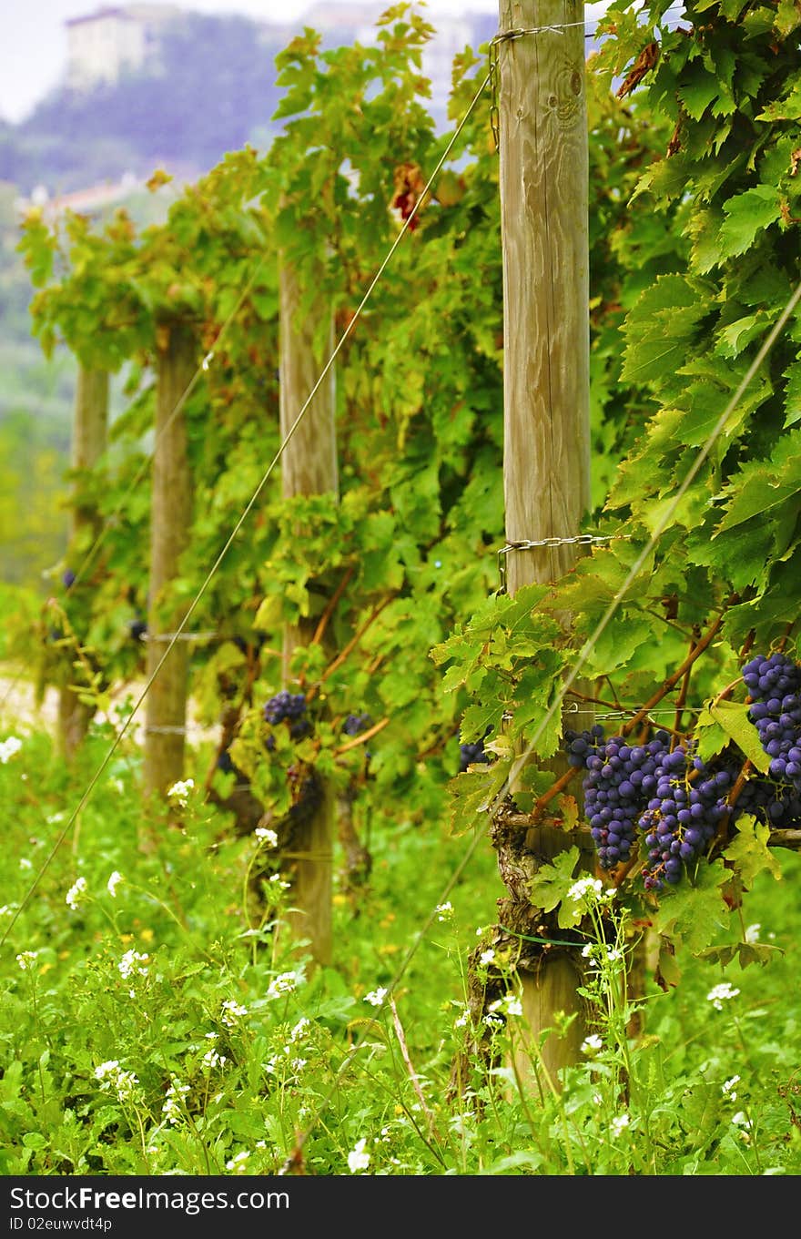 Grapes hanging from vines in vineyard. Grapes hanging from vines in vineyard