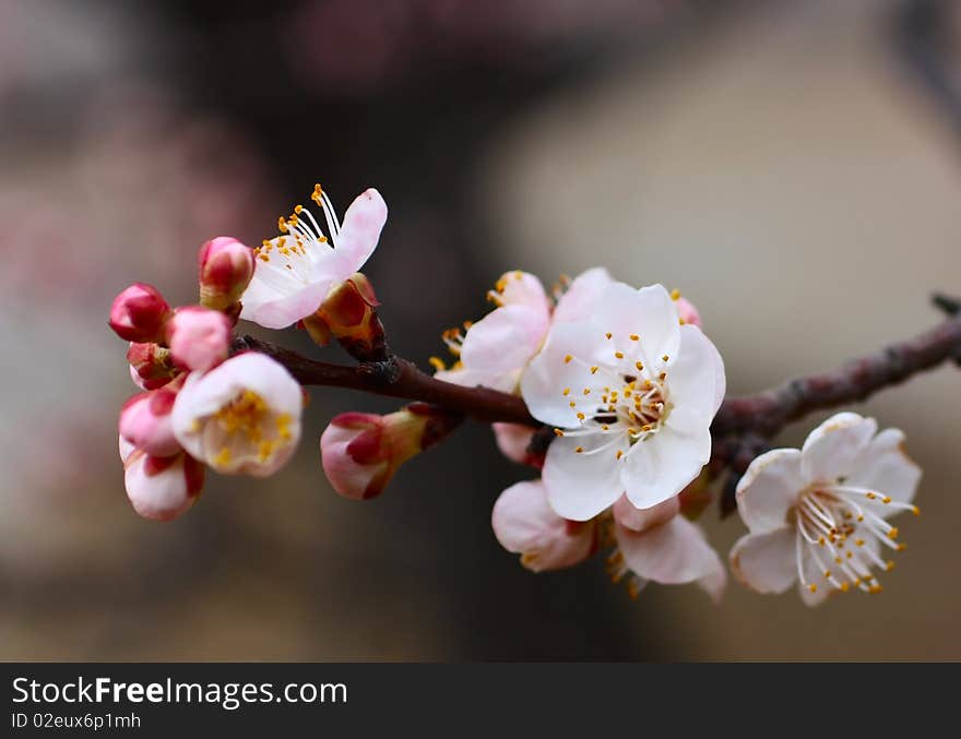 Apricot bloom