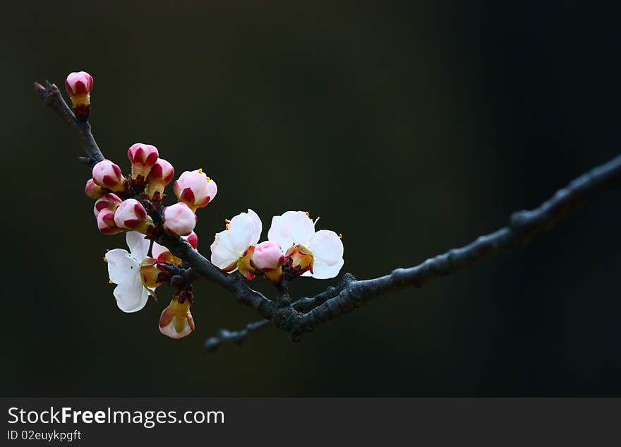 Flowers of apricot