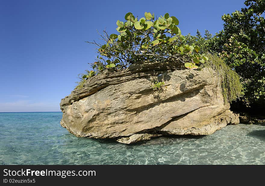 Rock With Vegetation On Cuban Shore