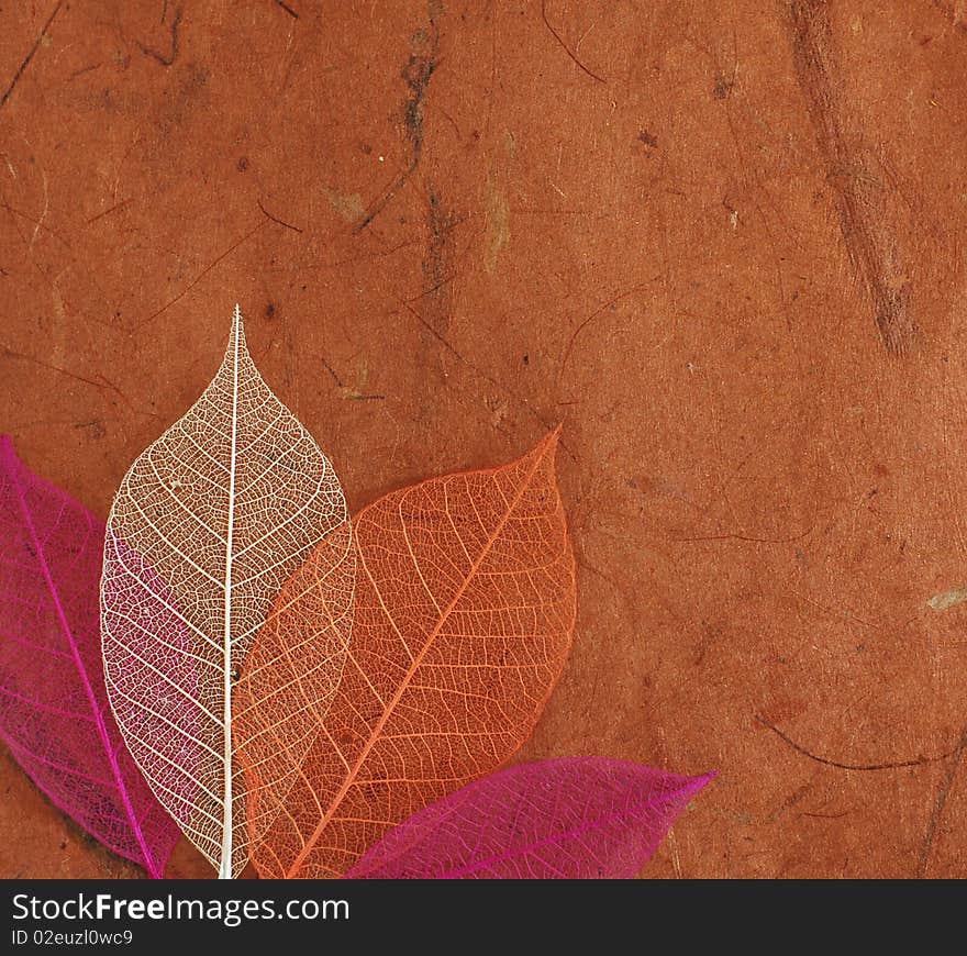 Banana paper background with four pressed skeleton leaves.