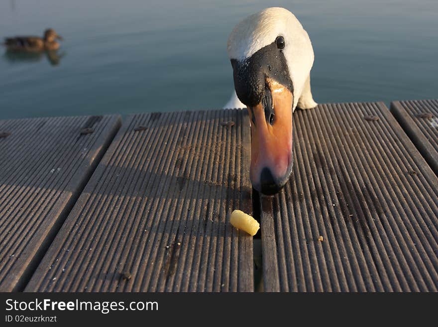 Hungry Swan