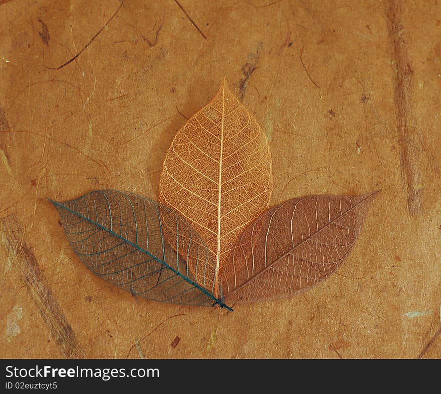 Baby Plant - Skeleton Leaves