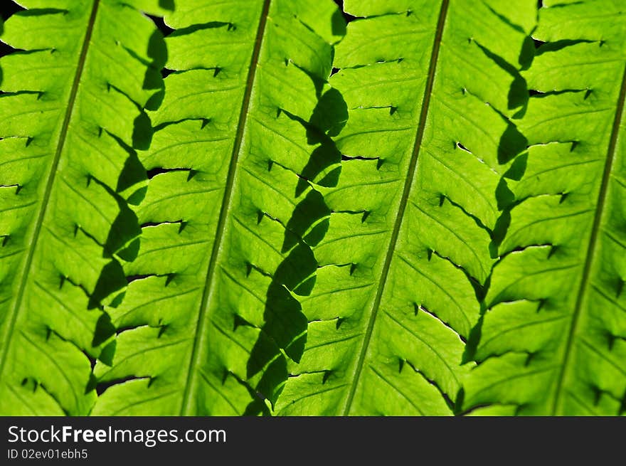 Leaf In Macro 02