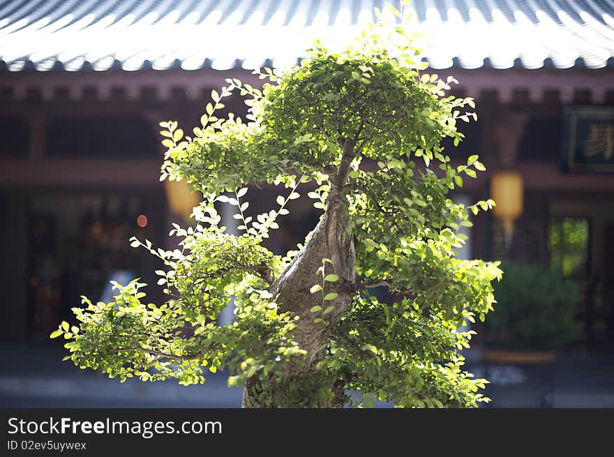 Potted plant in a Chinese temple