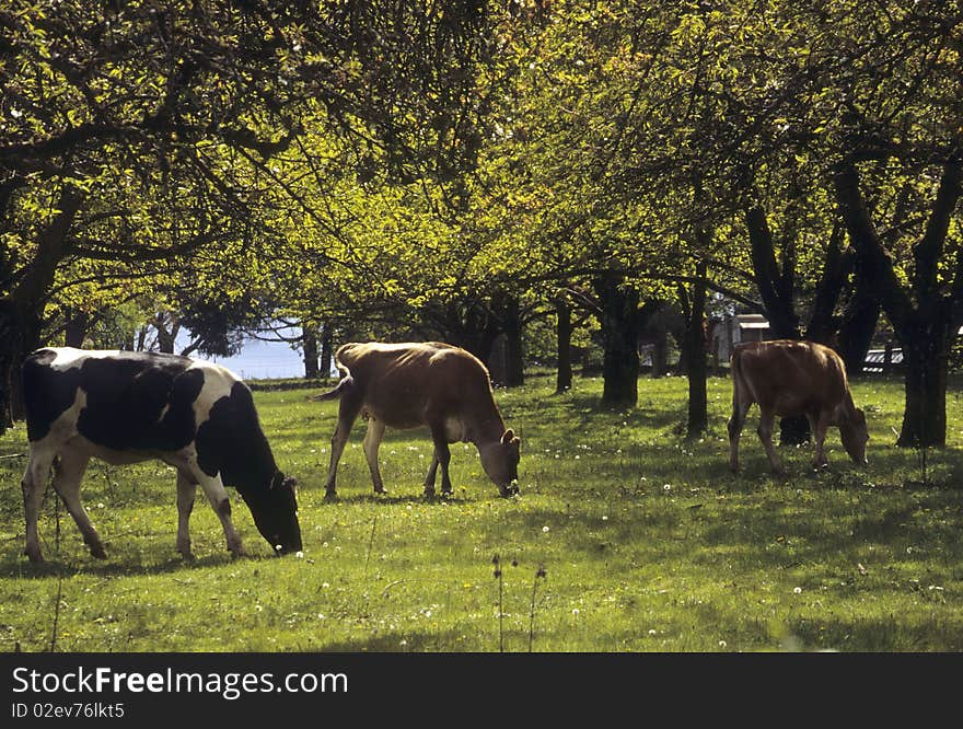 Three cows grazing in orchard