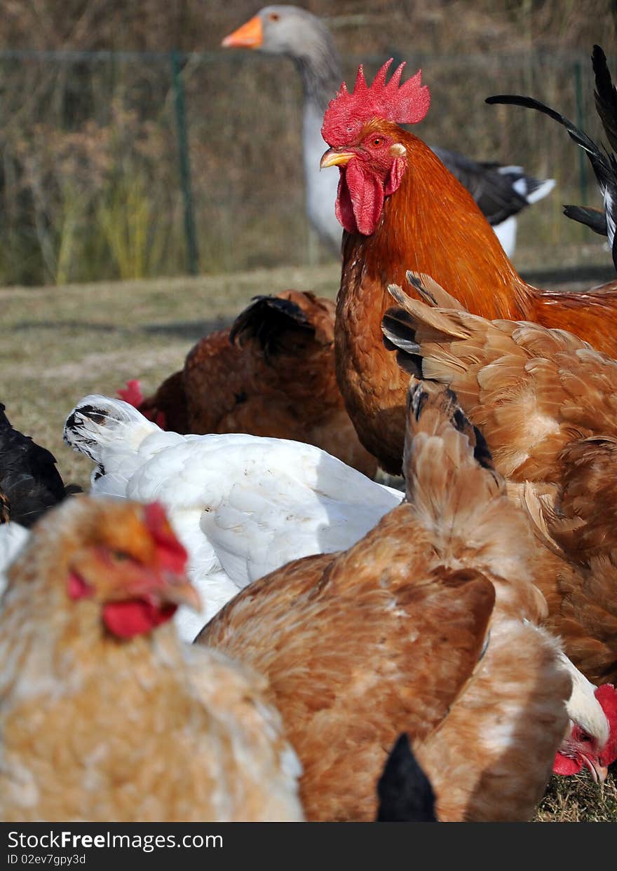 A rooster dominating his hens