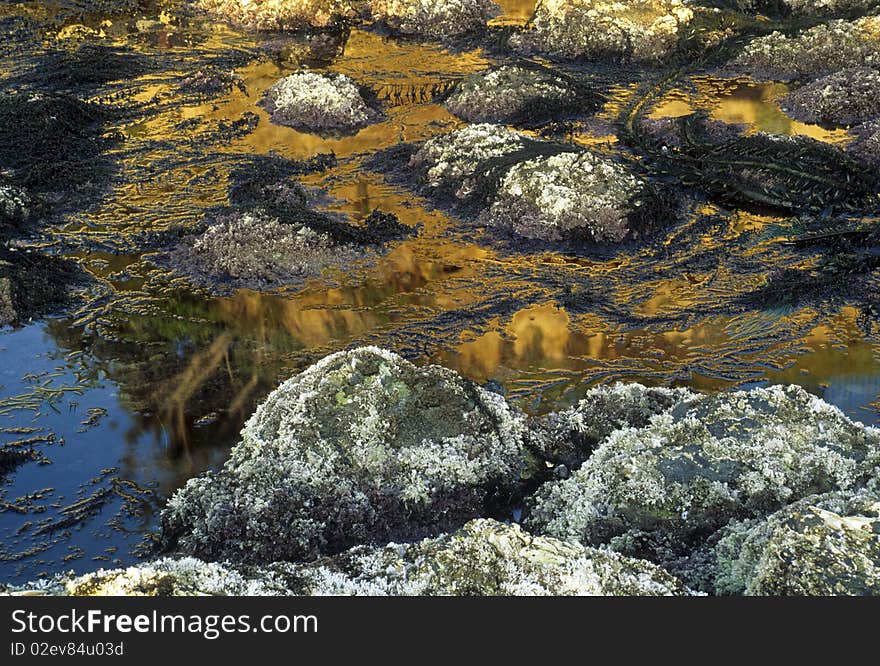 Colorful tide pools