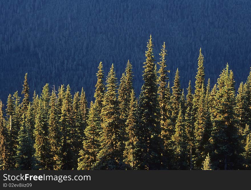 Sunlit pine trees against a background of a slope of darker trees