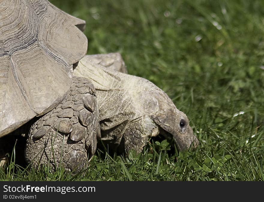 Tortoise with a big mouth feeding on grass. Tortoise with a big mouth feeding on grass