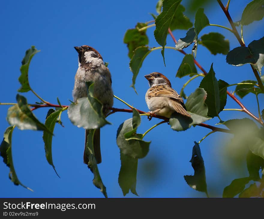 Two sparrows sitting on a branch