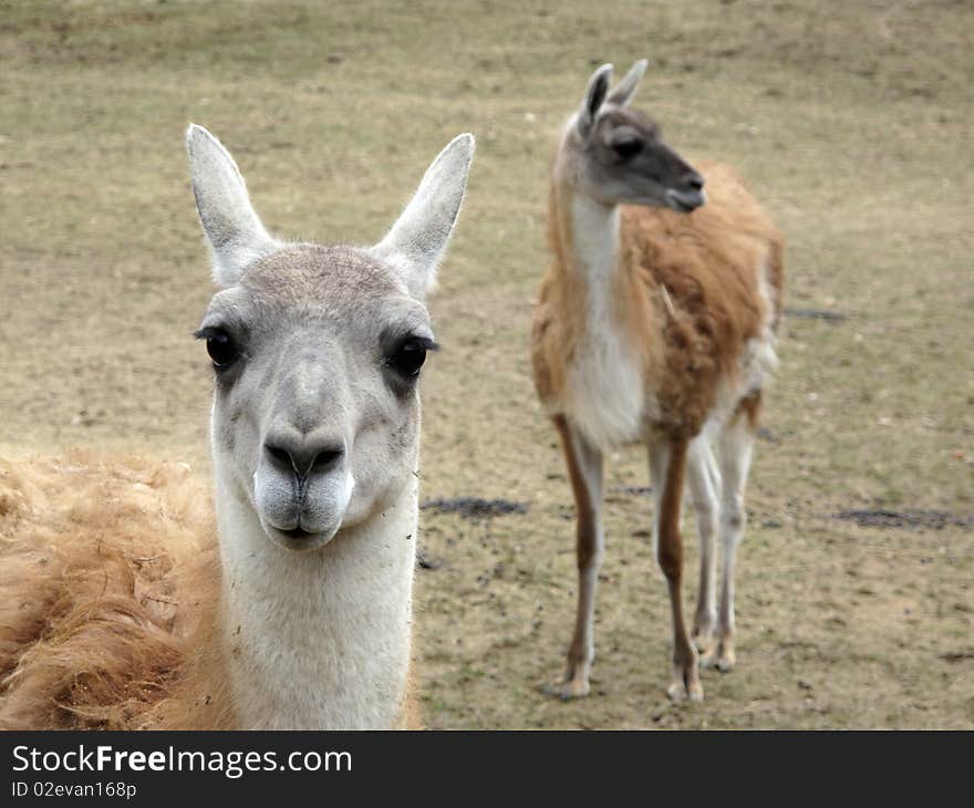 Portrait of lama with another one in background. Portrait of lama with another one in background