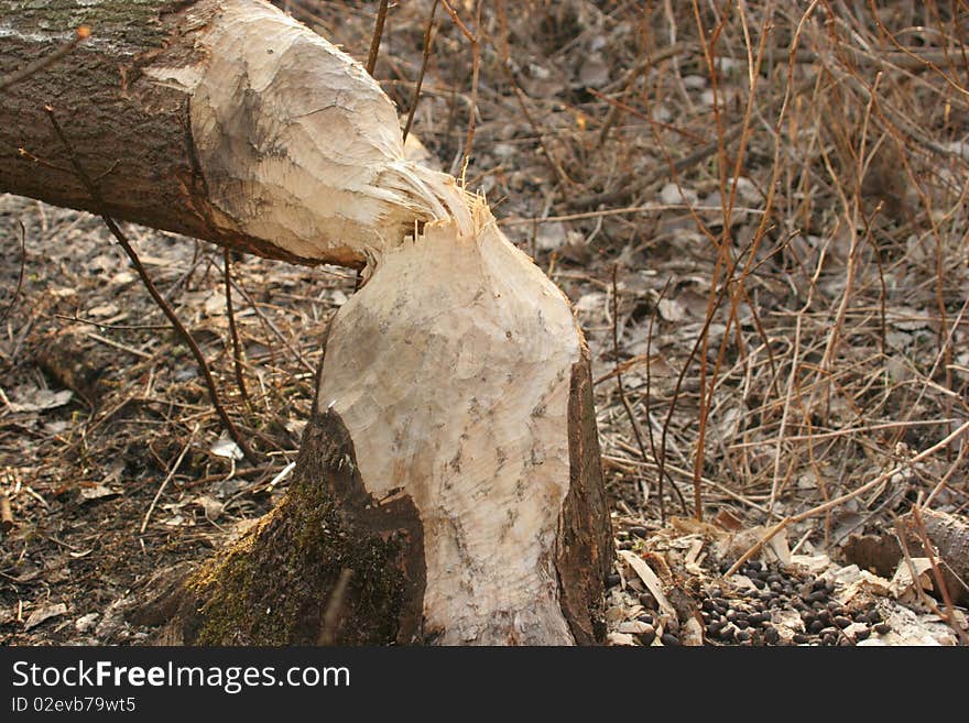 A beaver chopped down a tree by gnawing tree trunk. A beaver chopped down a tree by gnawing tree trunk.