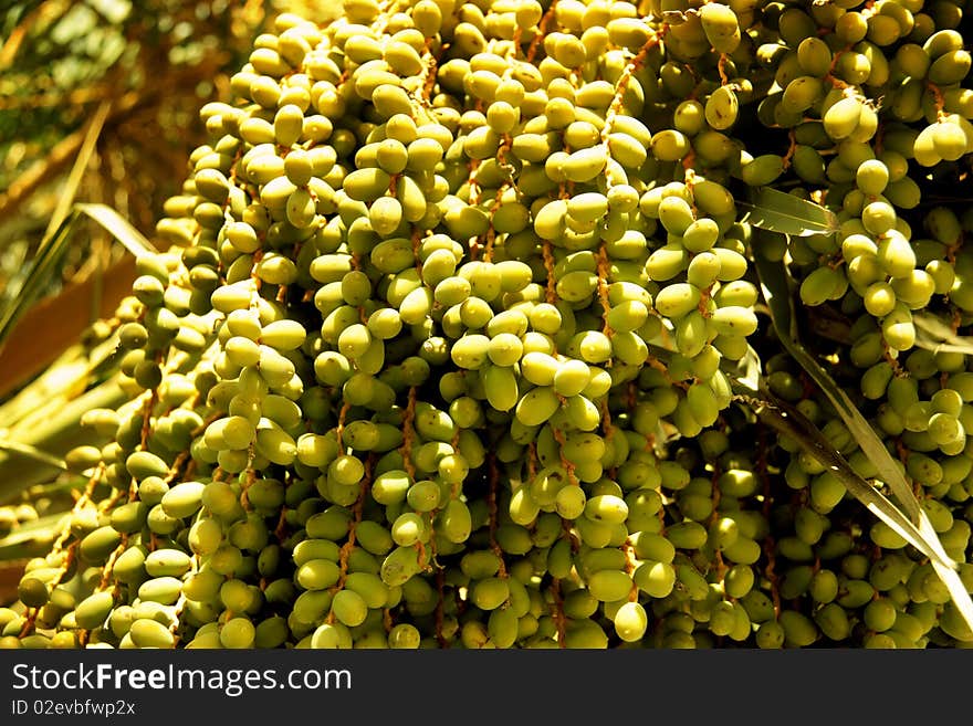 Palm Fruits / Seeds