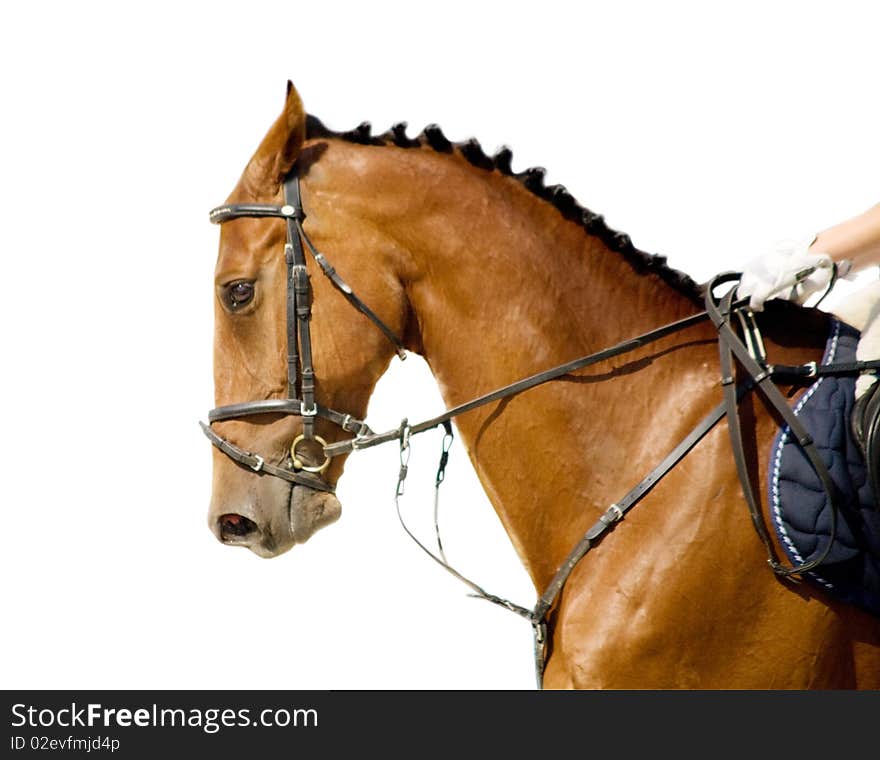 Head Of Red-haired Horse