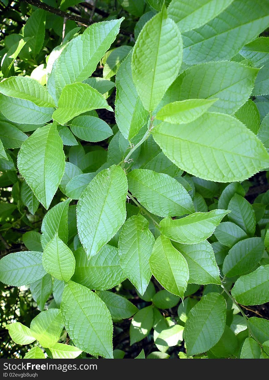 Green foliage