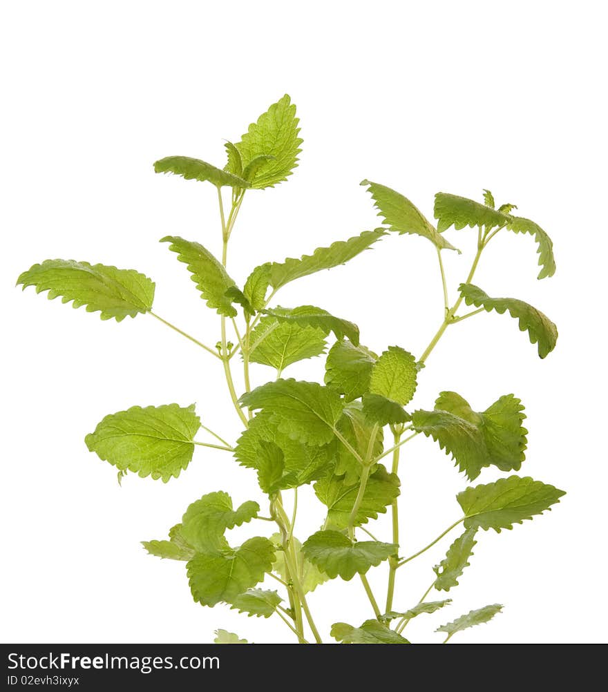 Some sticks of plant of mint. Some sticks of plant of mint