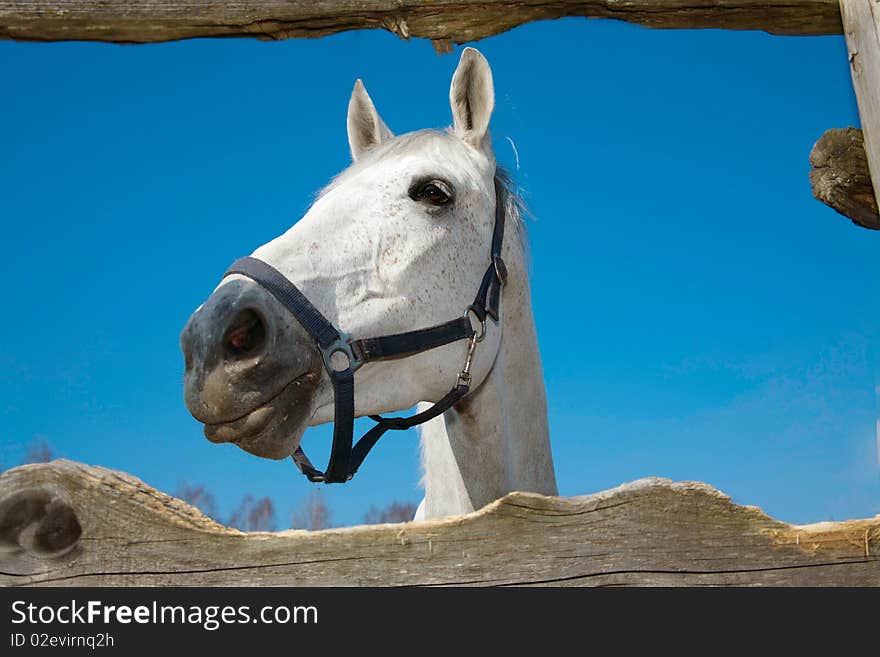 The head of light grey horse through fence