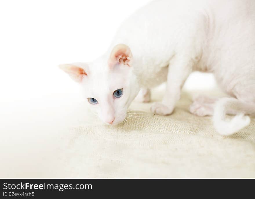 The white cat hunts for mouse