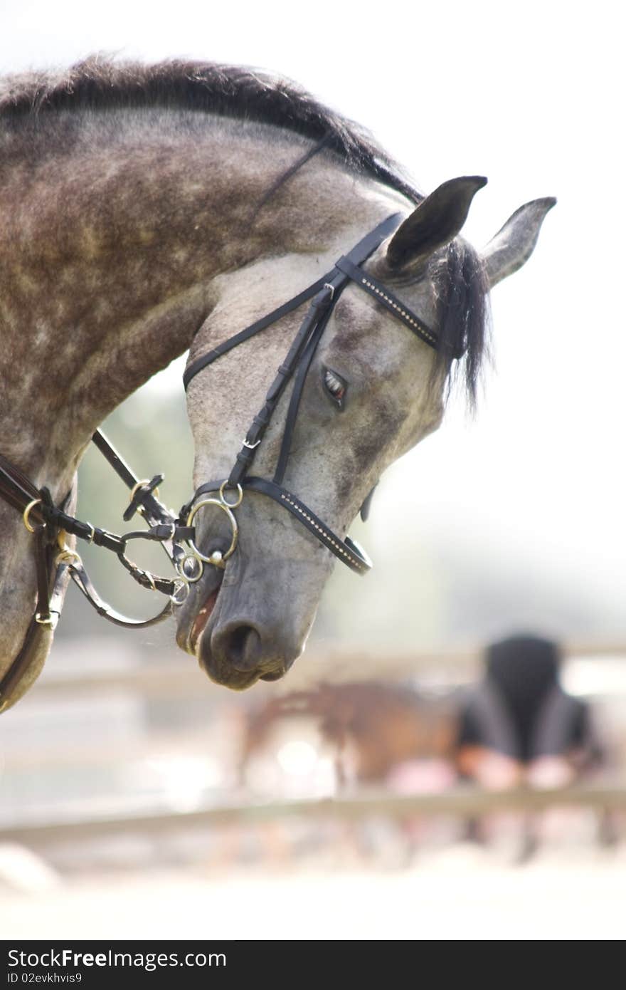 Dappled Grey Horse