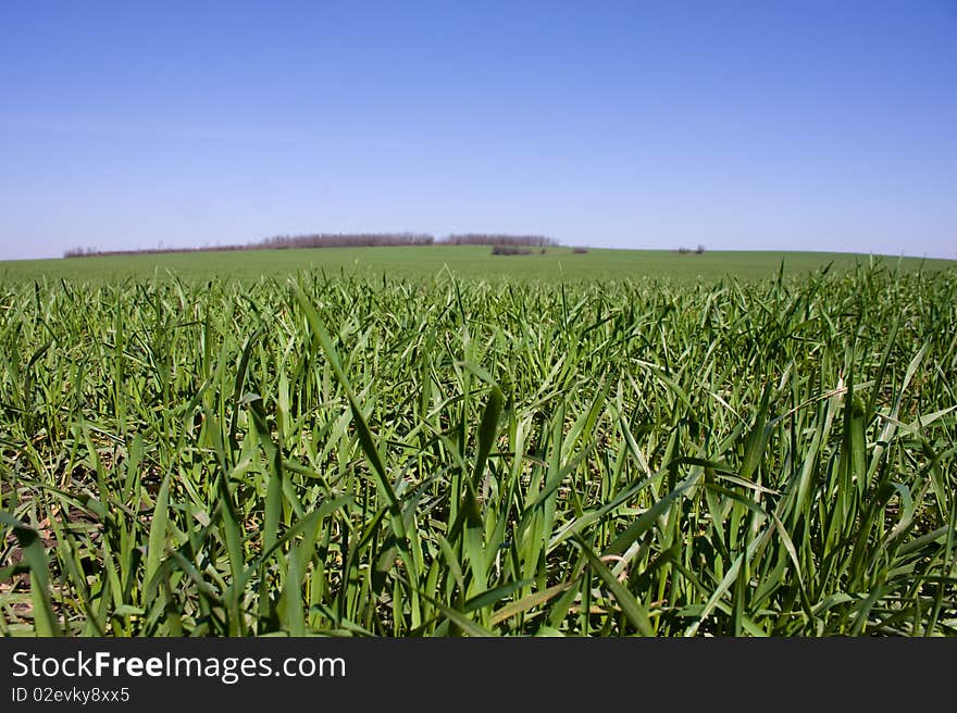 Field of juicy grass, space for text