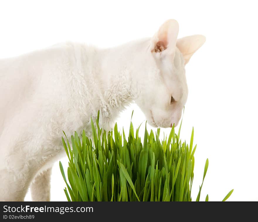 White cornish-rex and germinating oat. White cornish-rex and germinating oat